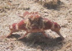 Batfish
One of of many resident Batfish out for a stroll... by Ron Rico 